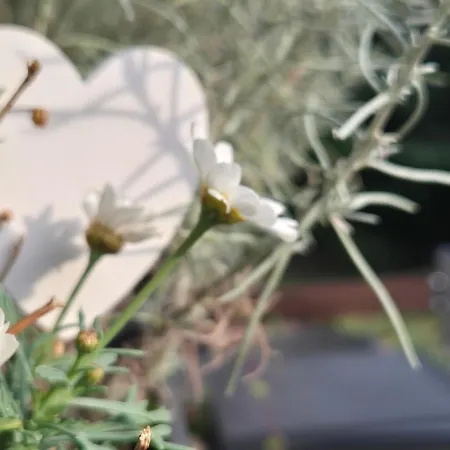 La Casa Delle Margherite - * Tirano