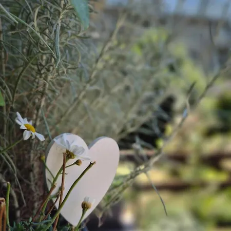 La Casa Delle Margherite -